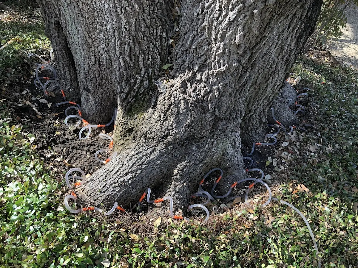 Detailed Tree Cabling and Bracing job site in Gold Hill