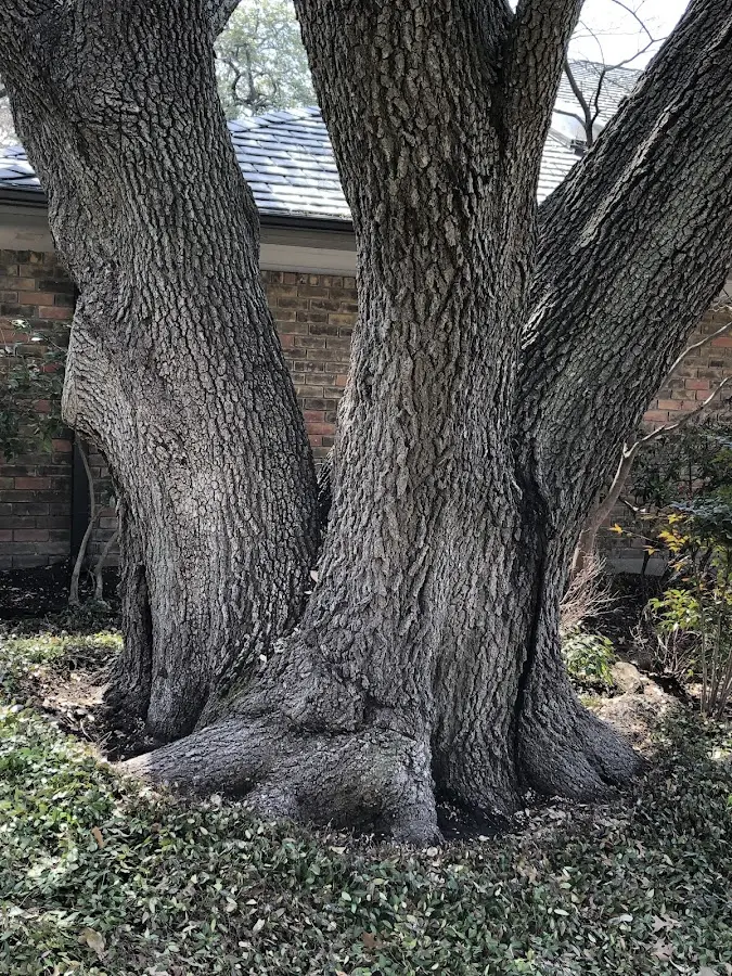 Mature heritage tree close to a Gold Hill property cared for by certified arborists